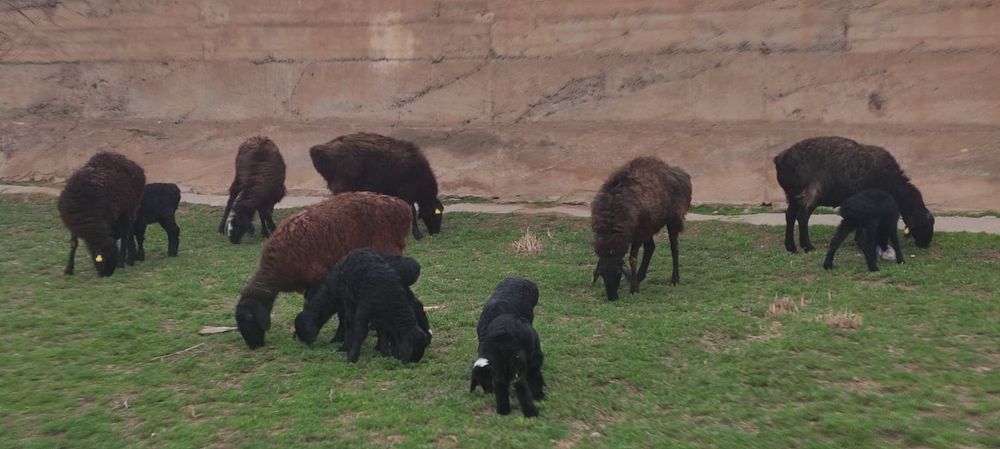 Қозылы қойлар сатылады!