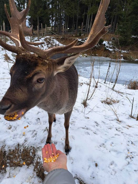 Cabana Cerbu Vatra Dornei-Cosna Bucovina