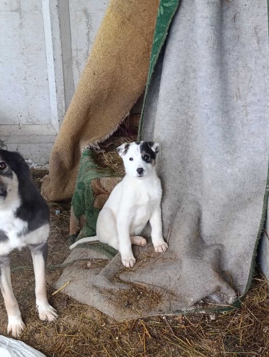 Отдам щенков. Будут средними