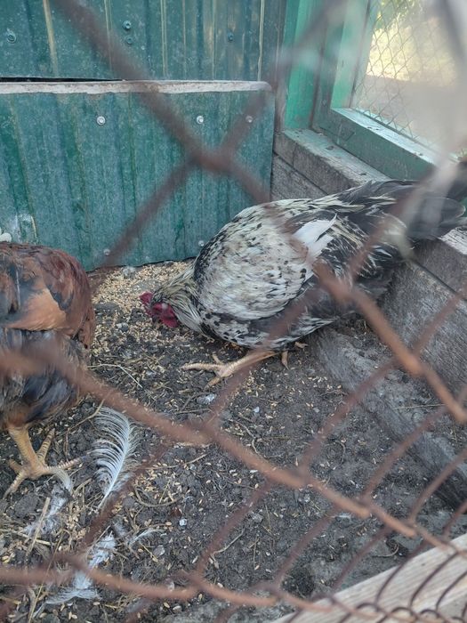 Продам петухов молодых