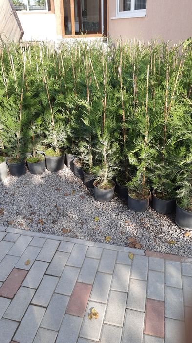 Leylandi ciparos,tuia-gard viu 30-120cm  nu e fir subtirel