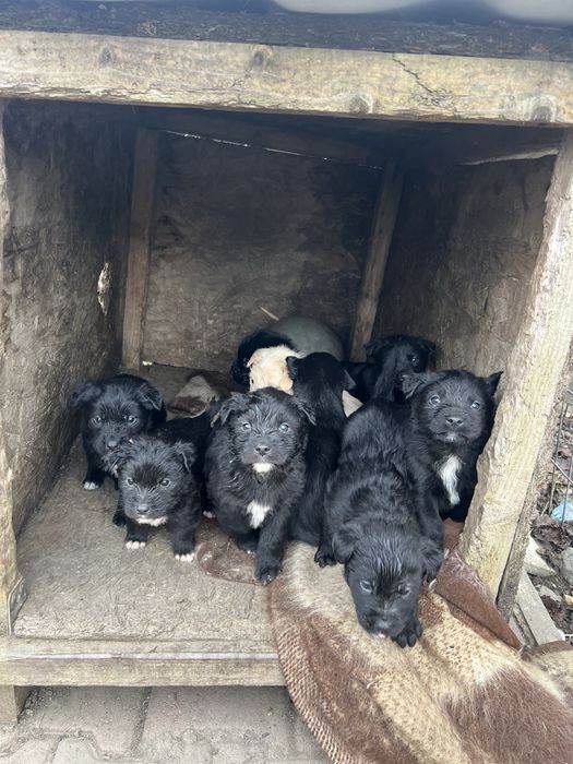 Donez pui de labrador