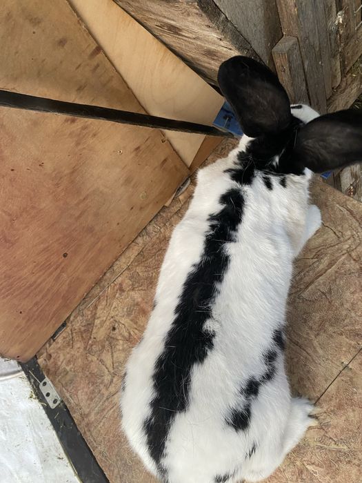 Продам крола Строкача