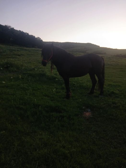 Vând cal , mai multe detalii la nr de telefon 0759795905
