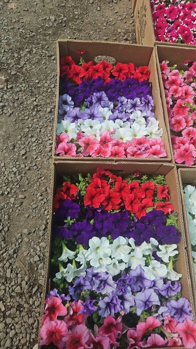 Петуния Сальфия Бархатцы