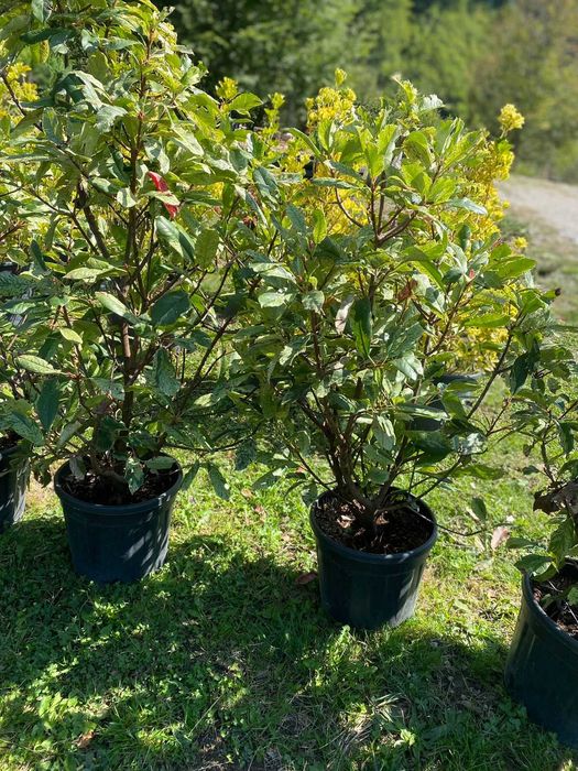 Zid Verde Permanent – Plante Ornamentale