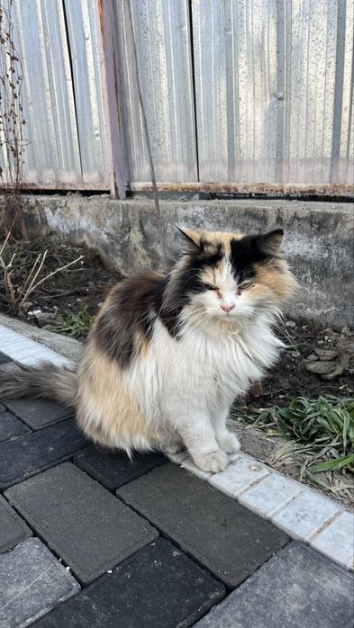 Отдам даром кошку