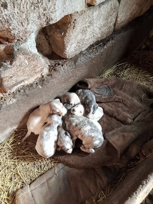 Продаю щенков тазы