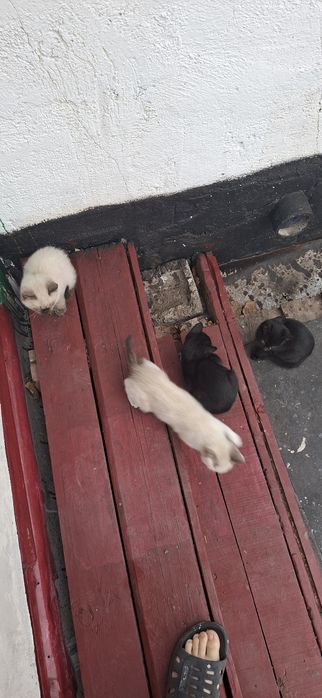 Отдам котят 4 шт и кошку