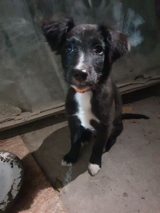 Щенок даром в добрые руки