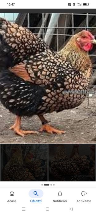 Vând oua incubat wiandotte gsg