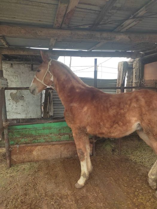 Дончак сатылады‼️