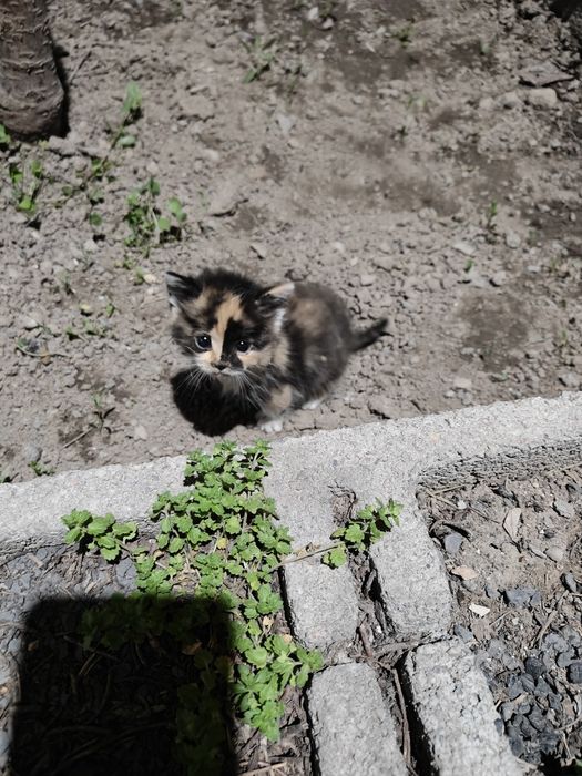 Котята бесплатно