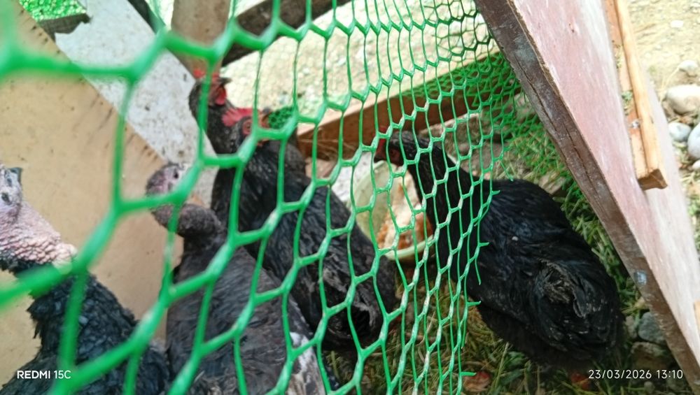 Qora tovuqlar sotiladi