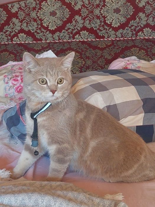 Mushuk tekinga кошка бесплатно