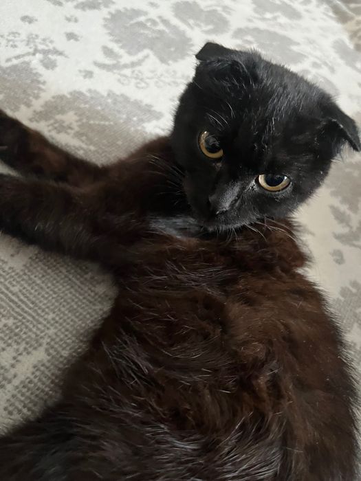 Найдена кошка шотландская