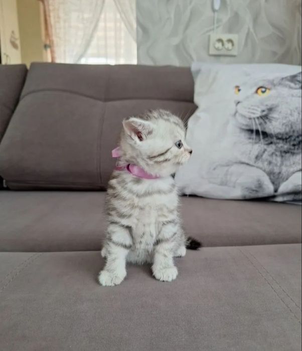 Котята прямоухие девочки 1.5 мес