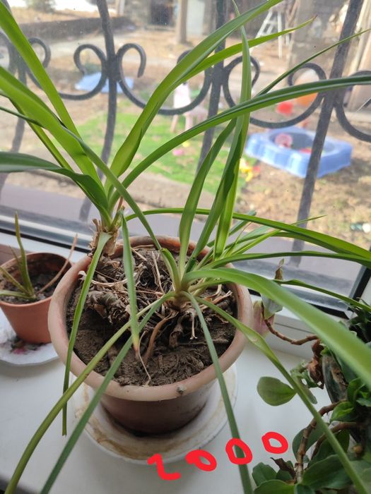 Продам комнатные цветы