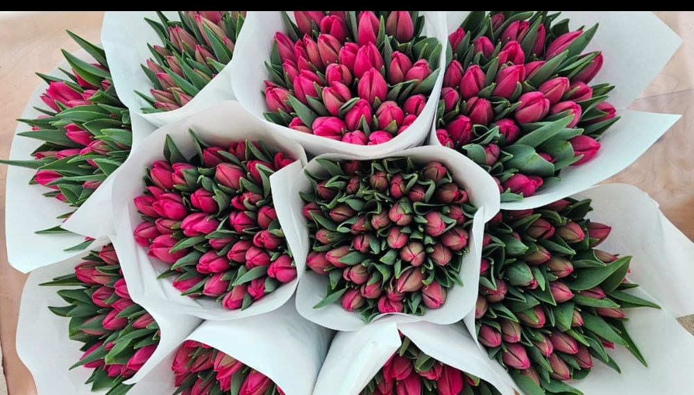 Тюльпаны по оптовой цене в розницу..