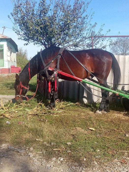 Cal castrat de vânzare