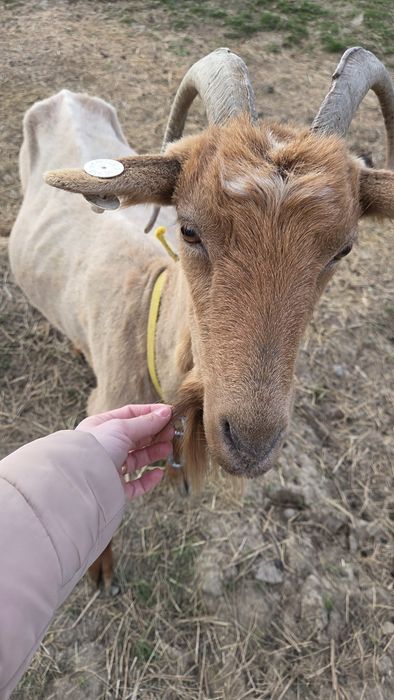 3 capre 4 iezi 1 țap