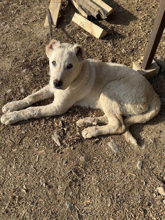 Alabay kuchuk bolasi