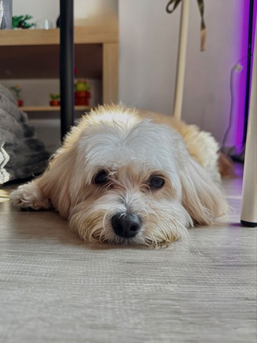 Pet sitting/ Dog boarding