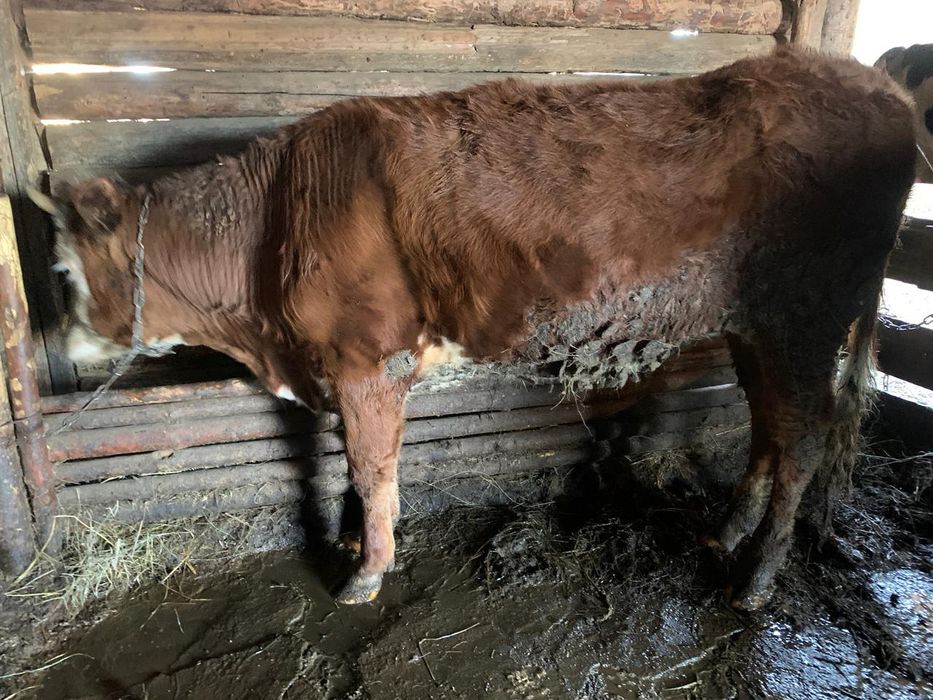 Продам бычка и тёлку