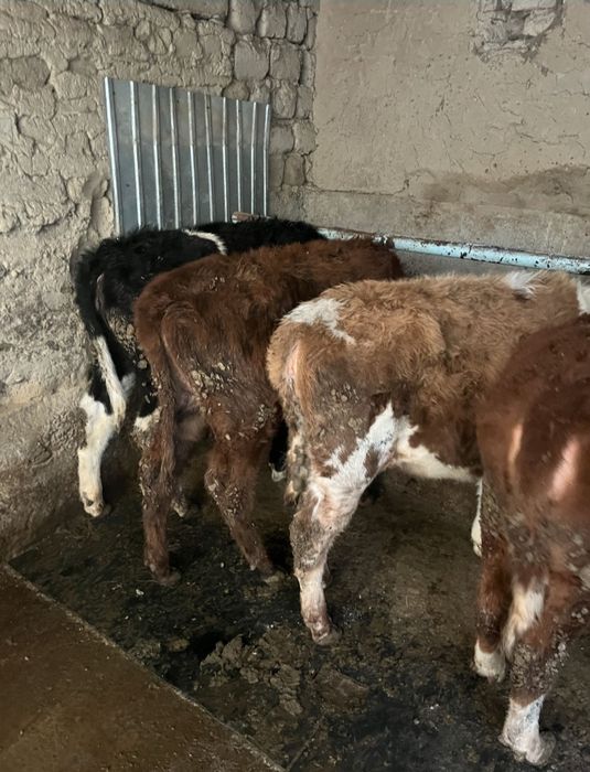 Продам 5 голов!!