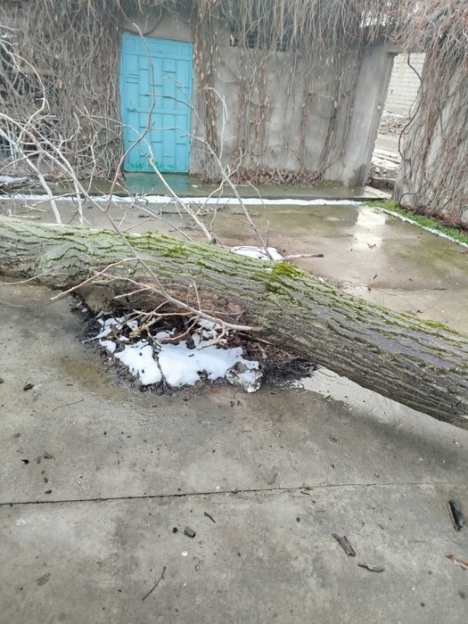 Yong'oq daraxti (o'tin sotiladi)