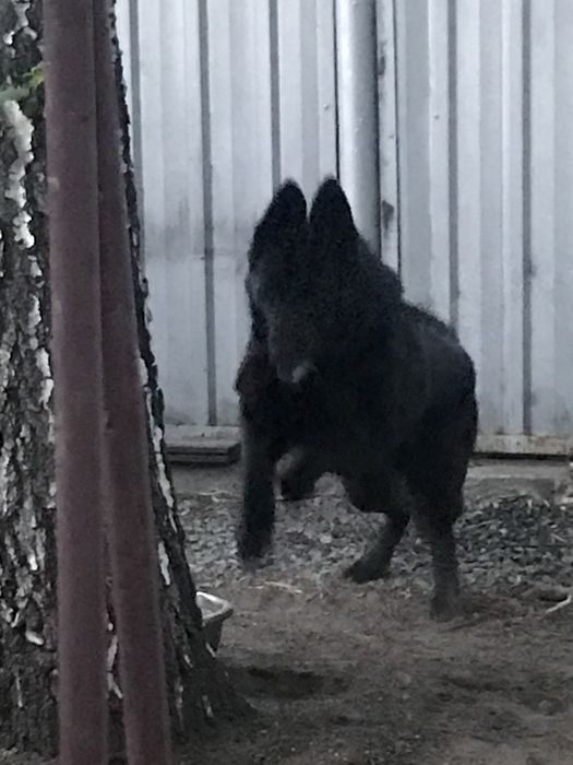 Кабель. Вязка. Ищем девочку для вязки.