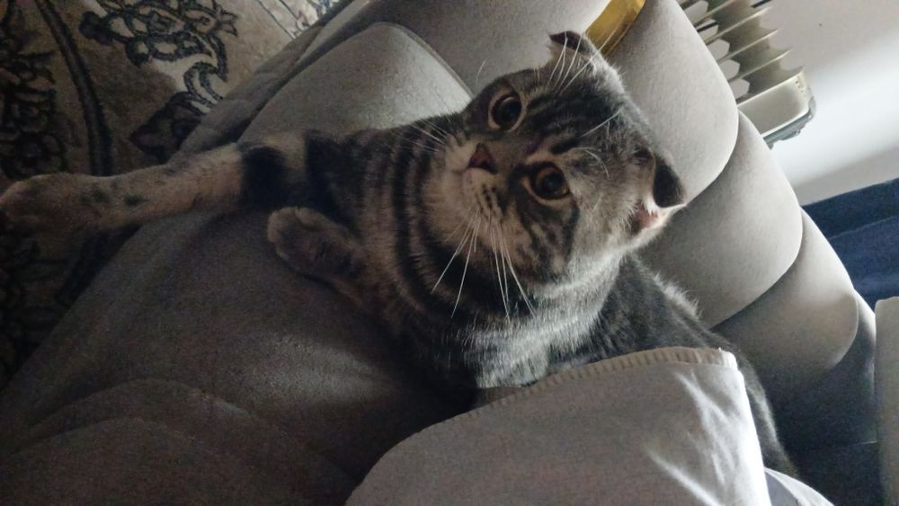 Продам скотиш фолд