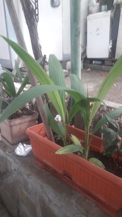 Палмова трева- молинерия