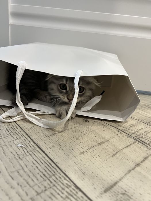 Продам шотландского котёнка