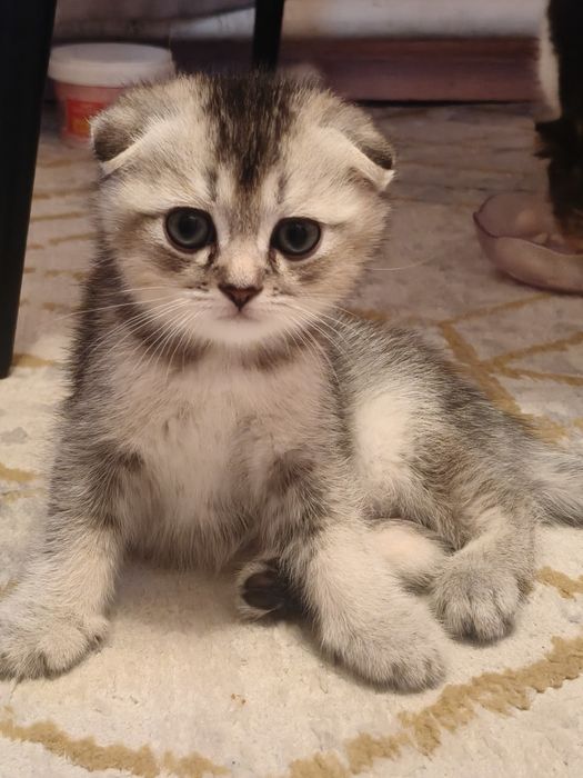 Тикированый котенок мальчик