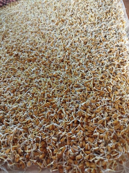 Bugdoy sotiladi srochno