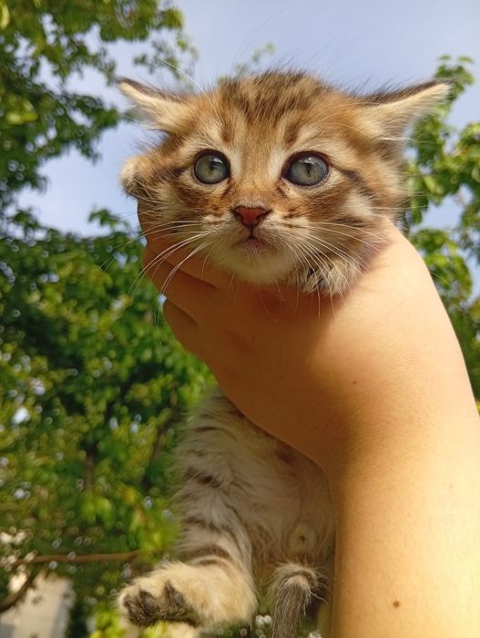 Котята Мальчик Девочка