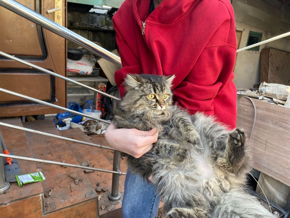 Кошка, отдаем в хорошие руки