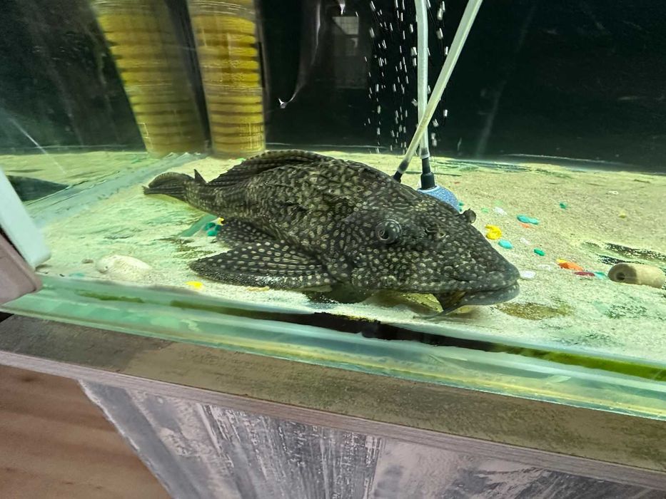 Аквариум продаю 800л