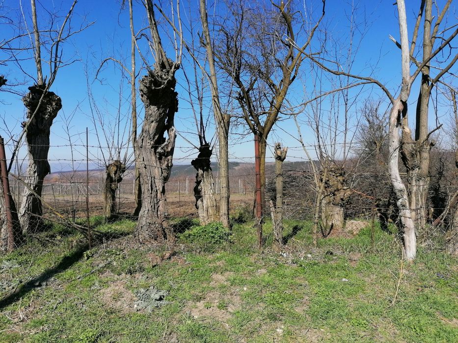 Teren intravilan ieftin la Straja(lângă Alba Iulia)