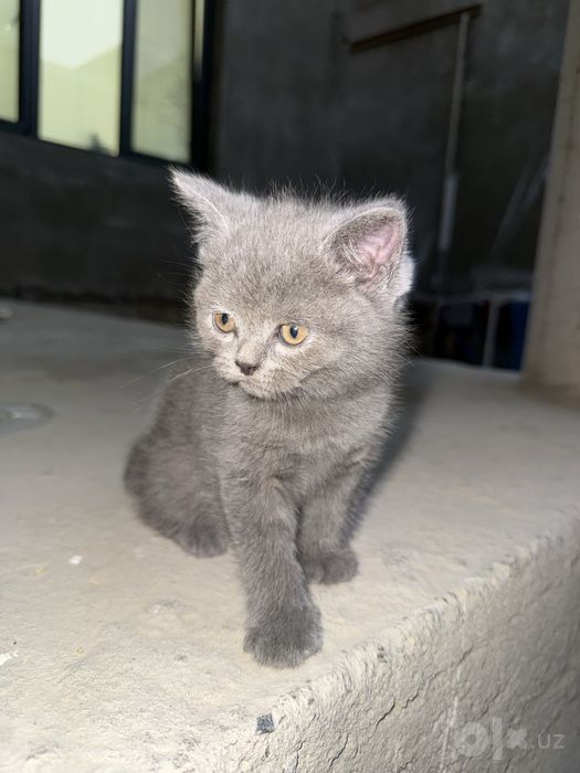 Котята Scottish Fold, 2-3 месячные