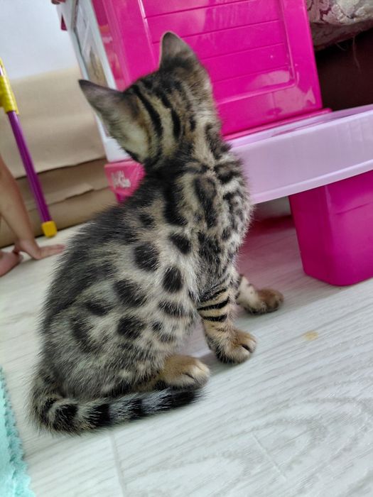 Продам бенгальских котят