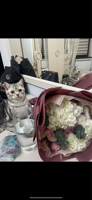 Отдам кота в добрые руки