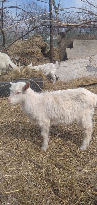 Продам коз заанеские