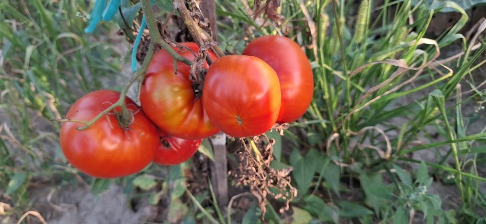 Roșii de casa din gradina