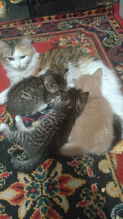 Отдам котят в хорошие руки.