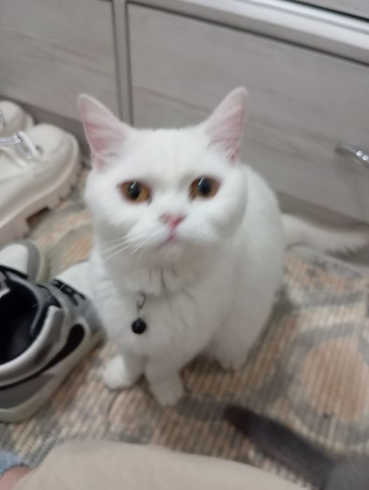 Продается кошечка