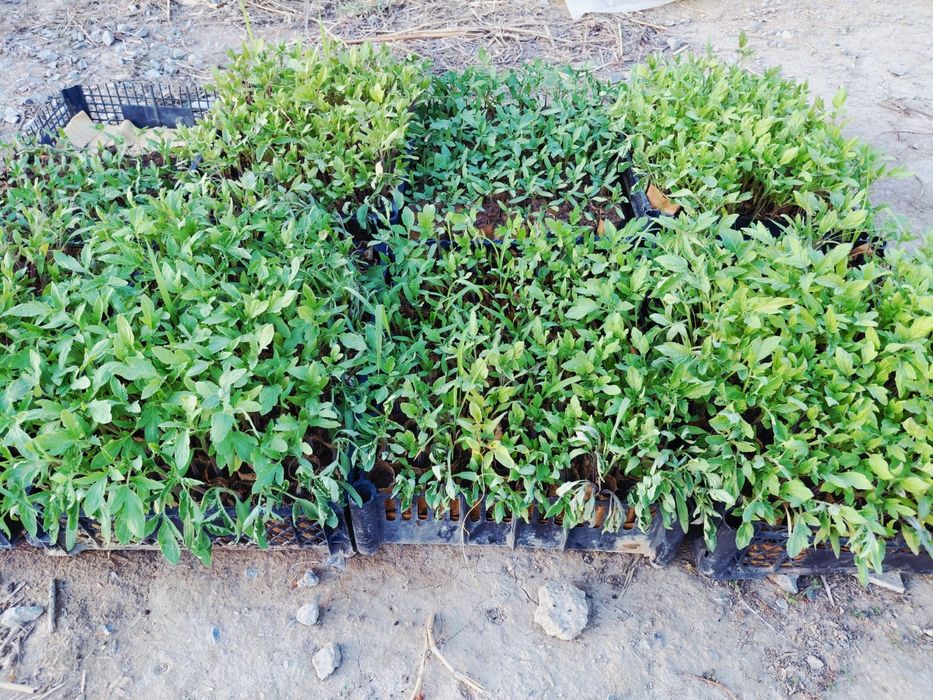 Продается рассада томатов Рио Гранде