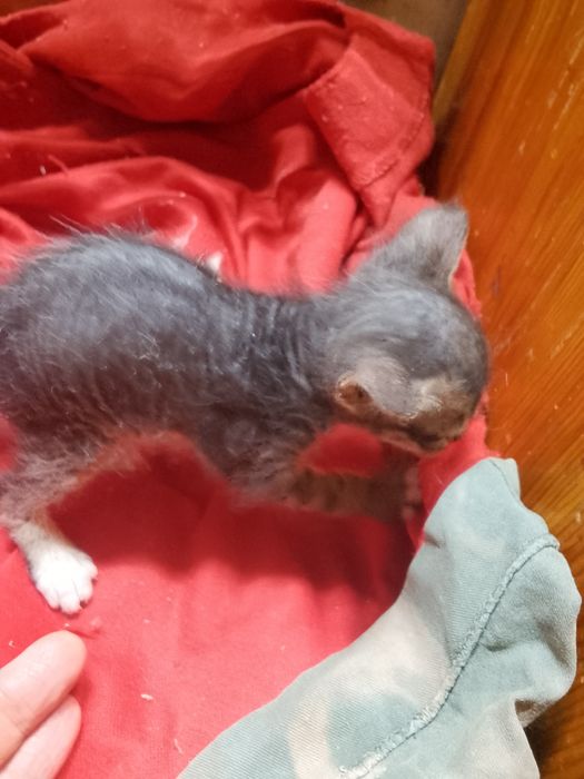 Котята сфинкс 1 месяц