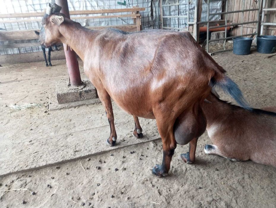 Capre Anglo Nubiene si Alpine Franceze Burlesti • OLX.ro